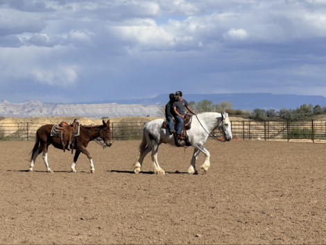 HorseID: 2320398 Maximus - PhotoID: 1107863