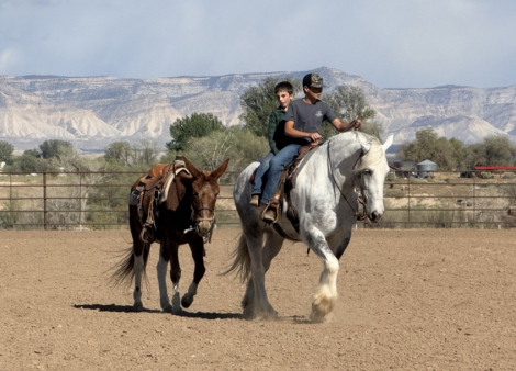 HorseID: 2320398 Maximus - PhotoID: 1107864