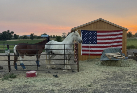 HorseID: 2320398 Maximus - PhotoID: 1107865