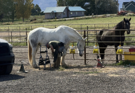 HorseID: 2320398 Maximus - PhotoID: 1107866