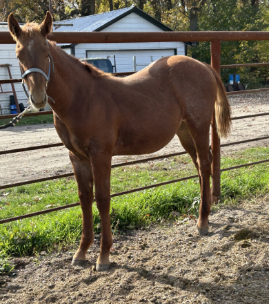 HorseID: 2320401 Red Hawke Hayes - PhotoID: 1107867