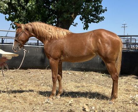 HorseID: 2320403 Hott Stough - PhotoID: 1107876