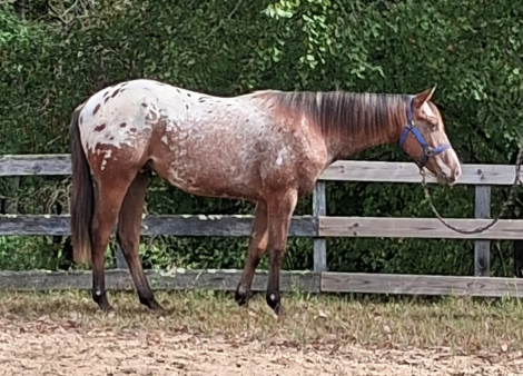 HorseID: 2320416 Sunrise N Paradise - PhotoID: 1107882