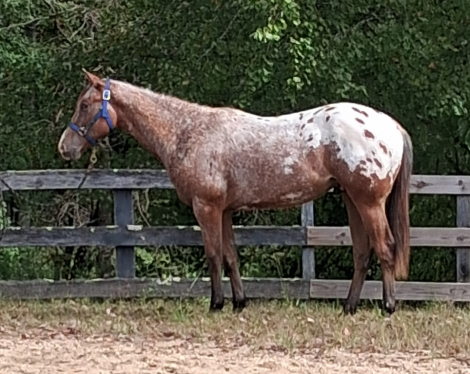 HorseID: 2320416 Sunrise N Paradise - PhotoID: 1107883