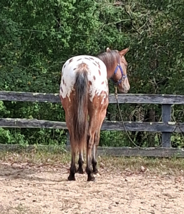 HorseID: 2320416 Sunrise N Paradise - PhotoID: 1107884