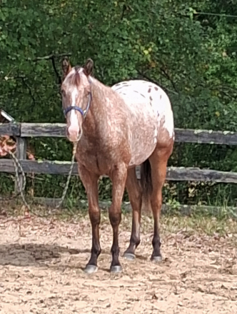 HorseID: 2320416 Sunrise N Paradise - PhotoID: 1107885