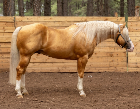 HorseID: 2320422 Cat San Boon - PhotoID: 1108045