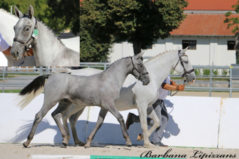 HorseID: 2320425 Maestoso Thais - PhotoID: 1107898