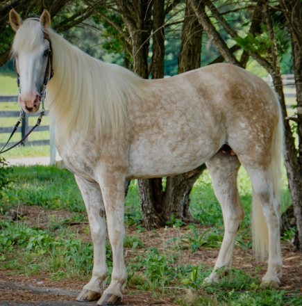 HorseID: 2320427 Pearl - PhotoID: 1107900