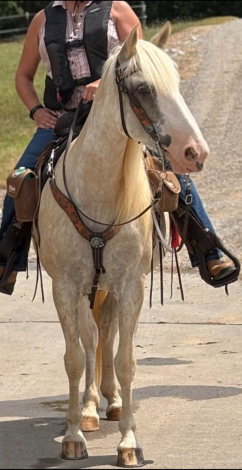 HorseID: 2320427 Pearl - PhotoID: 1107901