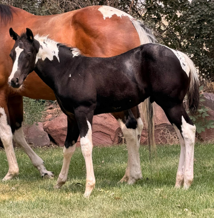 HorseID: 2320429 Mister APHA Homozygous Tobiano & Black Stud Colt - PhotoID: 1107937