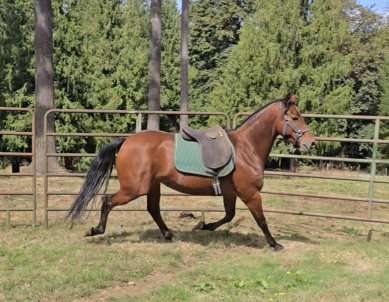 HorseID: 2320432 Enna - PhotoID: 1107905