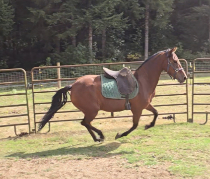 HorseID: 2320432 Enna - PhotoID: 1107906