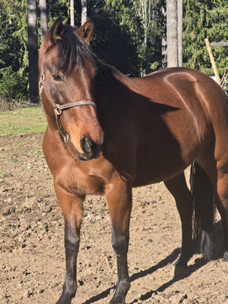 HorseID: 2320432 Enna - PhotoID: 1107907