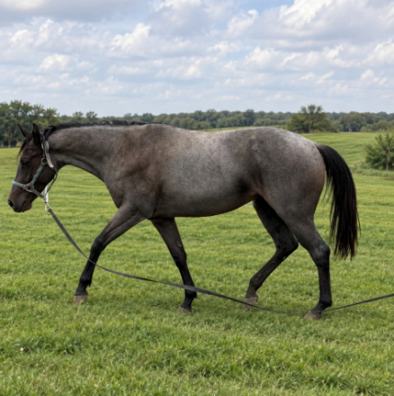 HorseID: 2320439 ND FEATHERS OF BLUE - PhotoID: 1107782