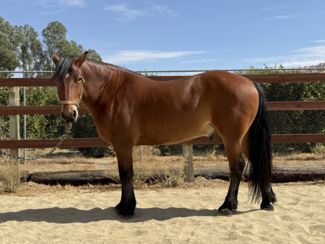 HorseID: 2320441 Brutus - PhotoID: 1107914