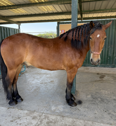 HorseID: 2320441 Brutus - PhotoID: 1107915