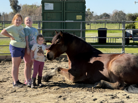 HorseID: 2320441 Brutus - PhotoID: 1107916