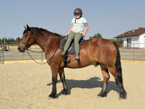 HorseID: 2320441 Brutus - PhotoID: 1107917