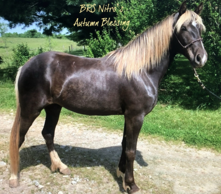 HorseID: 2320452 BRS Nitros Autumn Blessing - PhotoID: 1107924