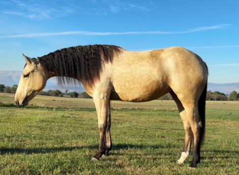 Quarter Horse (Quarter Horse, Mare) in Ellensburg, WA