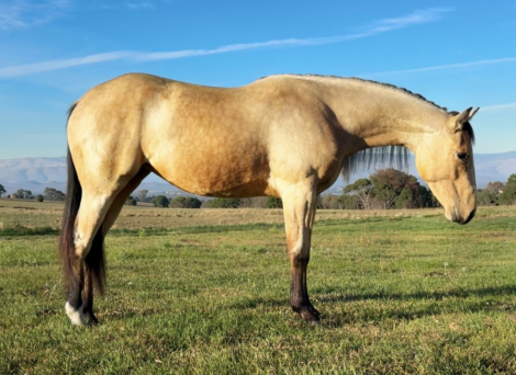 HorseID: 2320455 RFR Winderherupsmooth - PhotoID: 1107926