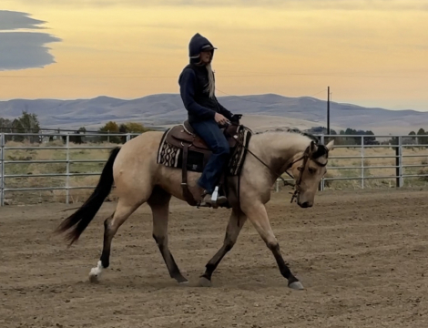 HorseID: 2320455 RFR Winderherupsmooth - PhotoID: 1107927