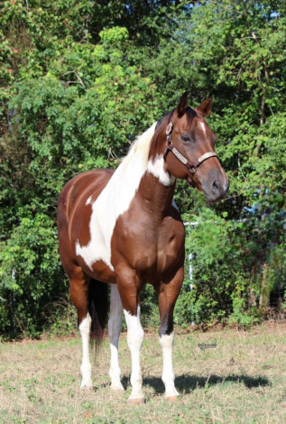 HorseID: 2320456 ONLY THE PRETTY ONES - PhotoID: 1107941