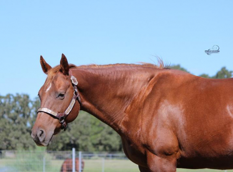 HorseID: 2320457 SENSATIONAL ROCKI - PhotoID: 1107942