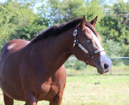 HorseID: 2320459 FRANKLY MY DEAR - PhotoID: 1107944
