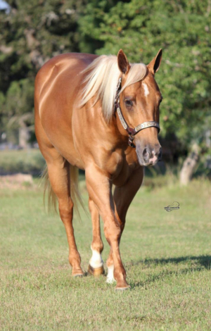 HorseID: 2320460 ROXY - PhotoID: 1107945
