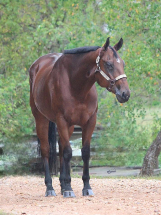 HorseID: 2320461 DOUBBLE DEUCE - PhotoID: 1107946