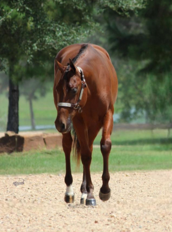 HorseID: 2320462 SOLID N LAZY - PhotoID: 1107947