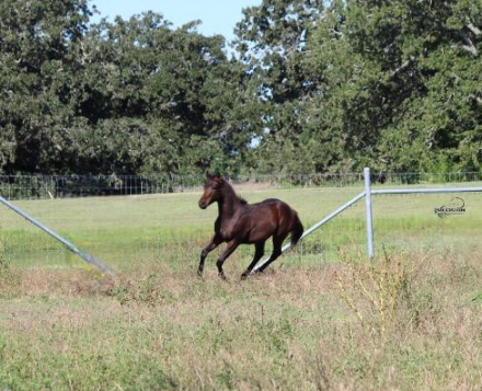 HorseID: 2320465 Amelia - PhotoID: 1107950