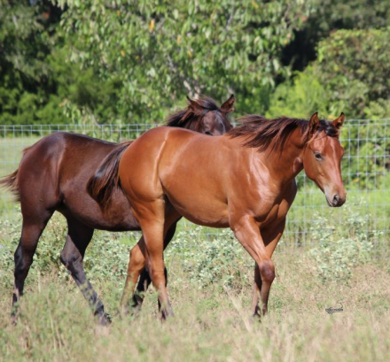 HorseID: 2320466 Callie - PhotoID: 1107951