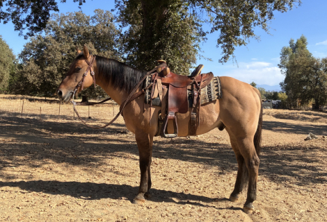 HorseID: 2320470 Boo - PhotoID: 1107932
