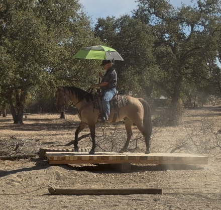 HorseID: 2320470 Boo - PhotoID: 1107934