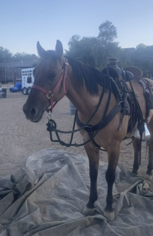 HorseID: 2320470 Boo - PhotoID: 1107935
