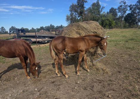 HorseID: 2320482 Reinin At Midnight - PhotoID: 1107940