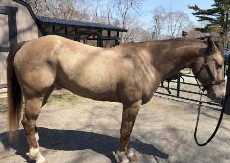 HorseID: 2320486 IMA CLASSIC HUSLER - PhotoID: 1107956