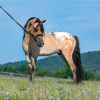 HorseID: 2320487 Equisport Lilsweet ExoticImpression - PhotoID: 1107959
