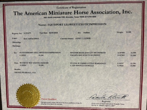 HorseID: 2320487 Equisport Lilsweet ExoticImpression - PhotoID: 1107960