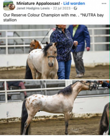 HorseID: 2320487 Equisport Lilsweet ExoticImpression - PhotoID: 1107961