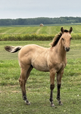 HorseID: 2320488 Smokin FlashOfSteel - PhotoID: 1107968
