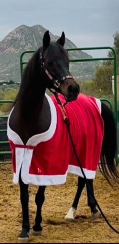 HorseID: 2320489 NAVAJO - PhotoID: 1108099