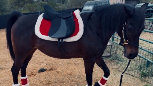 HorseID: 2320489 NAVAJO - PhotoID: 1108100