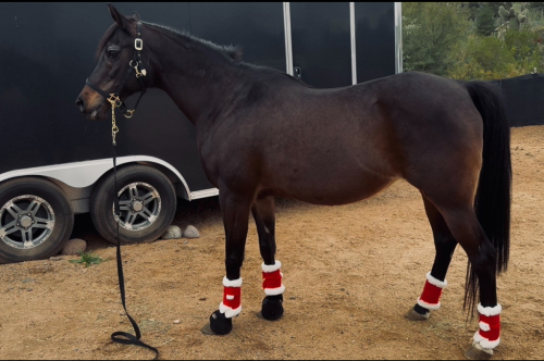 HorseID: 2320489 NAVAJO - PhotoID: 1108101