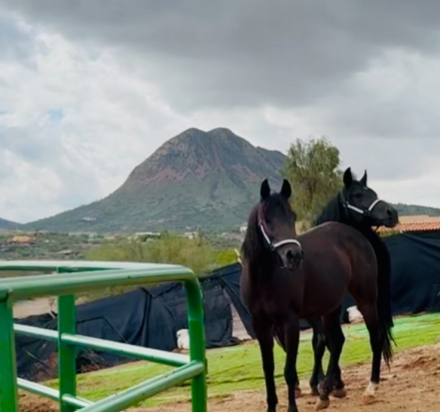 HorseID: 2320489 NAVAJO - PhotoID: 1108103