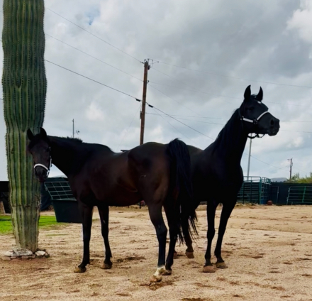 HorseID: 2320489 NAVAJO - PhotoID: 1108104