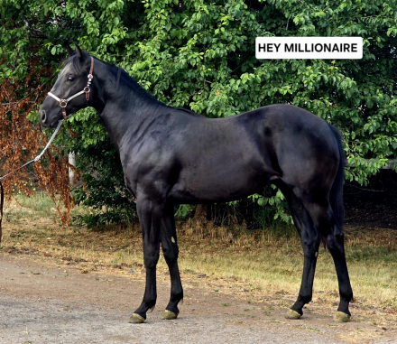 HorseID: 2320492 Hey Millionaire - PhotoID: 1107973